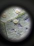 Джобен микроскоп с щипка за мобилен телефон, UV светлина 60X LED, лупа, регулиране на фокусирането, снимка 12