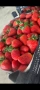 Продавам разсад ягоди , снимка 7