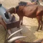 Чистопороден англо-нубийски пръч , снимка 2