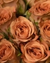 Роза 28, снимка 1 - Градински цветя и растения - 36094349