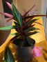 Строманте, снимка 1 - Стайни растения - 44288352