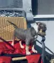 American Bully XL, снимка 2