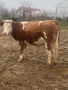 Бременна крава в 7мия месец, снимка 1