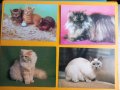 Картички Котки - лот 2, снимка 1 - Колекции - 39807533