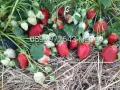 Разсад ягоди , снимка 1