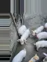 Продавам малки прасета , снимка 2