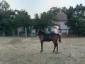 Продавам дунавче, снимка 5