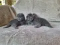 Британски дългокосмести котета , снимка 1