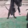Продават се питбучета!, снимка 7