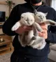 Шотландски котета Колорпойнт , снимка 2