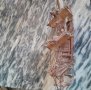 Продавам дървено корабче, снимка 3