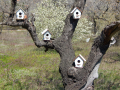 Къщички за птици , върху които може да се рисува ., снимка 1 - Други - 36254268
