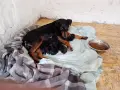 ягдтериери на четири месеца, снимка 2