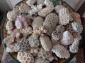 огромно разнообразие от екзотични корали от Малдивите