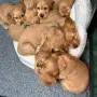 кокер шпаньол чистокръвно момче, снимка 9