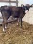 Продавам 5 Мъжки Телета, снимка 2