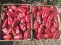 Продавам Червена капия Слоново Ухо., снимка 3