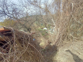 вила / парцел / лозе със постройка в град Силистра местност СЪР ЙОЛУ - пътя към гробищата -цена 10 0, снимка 7