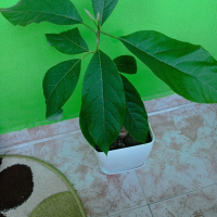 Авокадо дърво, снимка 2 - Стайни растения - 44825913