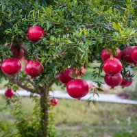 НАР - Punica Granatum , снимка 11 - Градински цветя и растения - 37093566