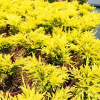 Juniperus " Limeglow ", студоустойчв, снимка 6 - Градински цветя и растения - 37269607