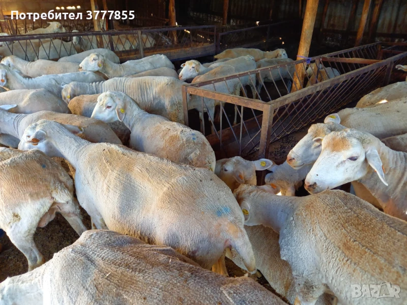 Стадо овце - Скоро раждат !, снимка 1