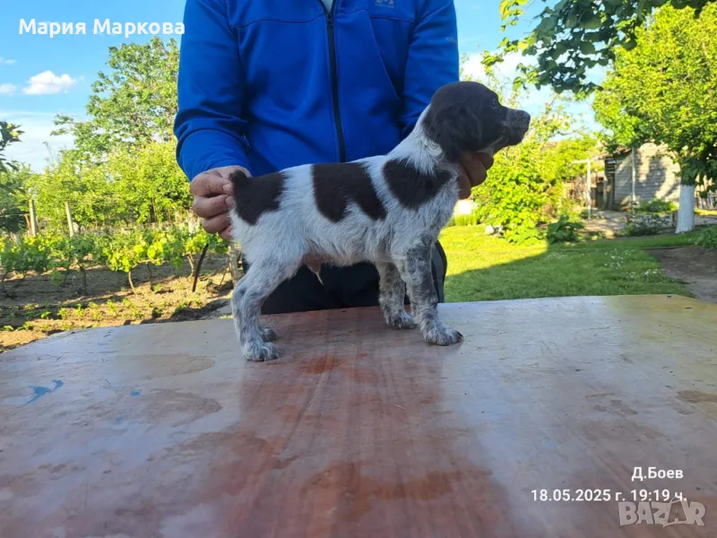 Бретон шпаньол , снимка 1