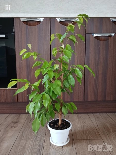 Бенджамин в бяла саксия - стайно растениe, снимка 1