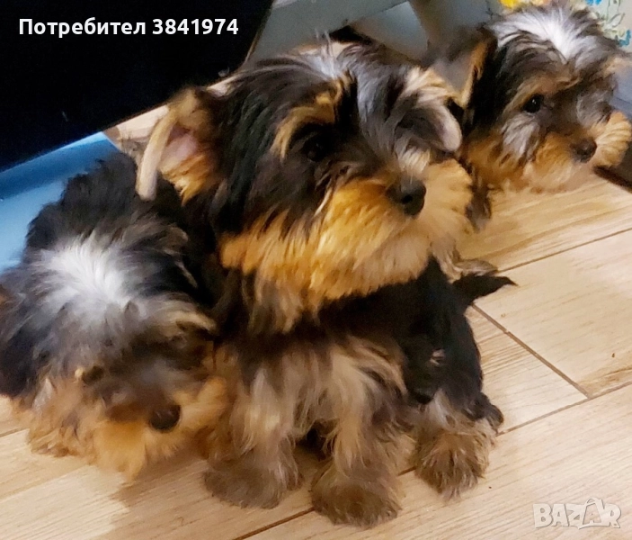 Йоркширски териер, снимка 1