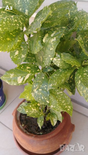 Продавам храсти Аукуба – за балкона и градината, снимка 1