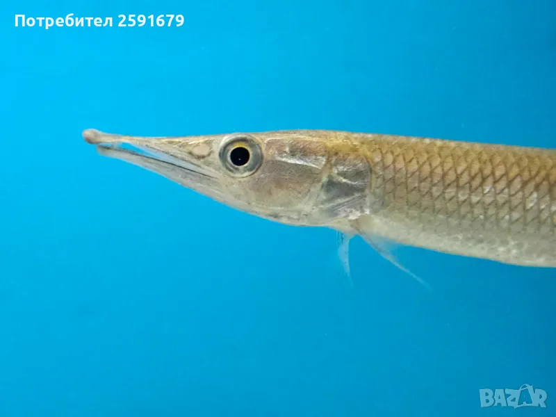 Декоративни и хищни екзотични риби, снимка 1