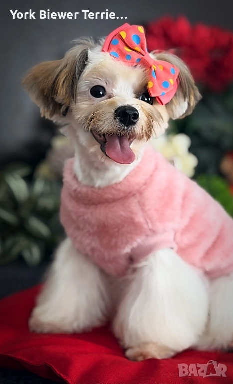 Йорк, игрива и контактна принцеса за семейство с деца! Доставка , снимка 1
