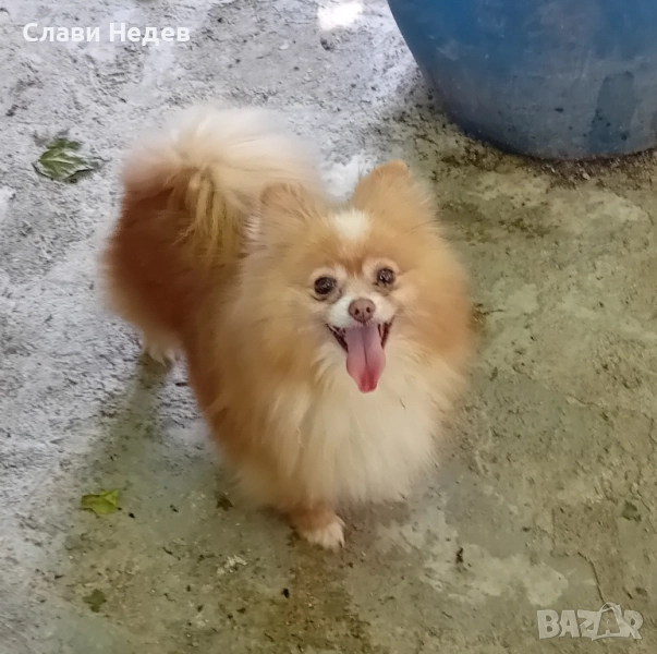 подарява-померан , снимка 1