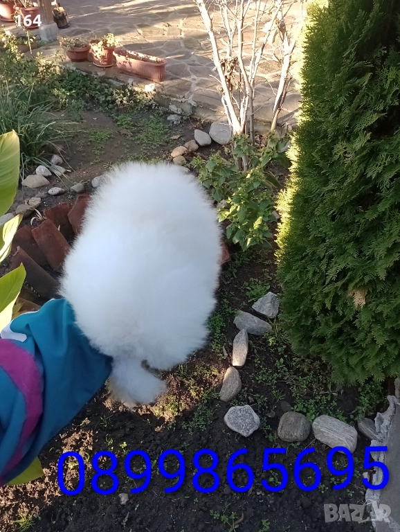 Бял мъжки Померан. Клип и Реални снимки от 12.12.25 год. , снимка 1