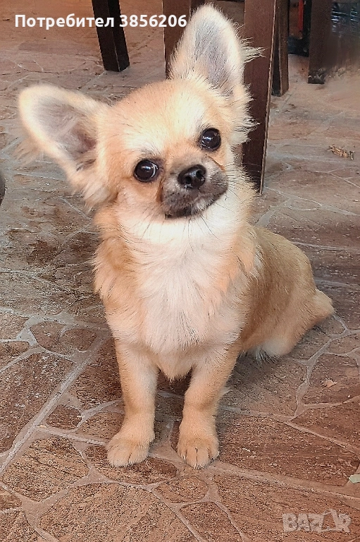 Чихуахуа момче, снимка 1