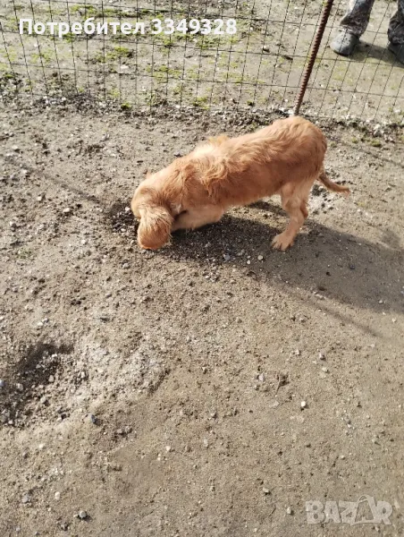 кучета за трюфели, снимка 1