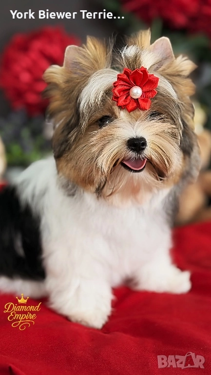 Йорки, страхотна кукличка мини с родословие! Доставка!, снимка 1