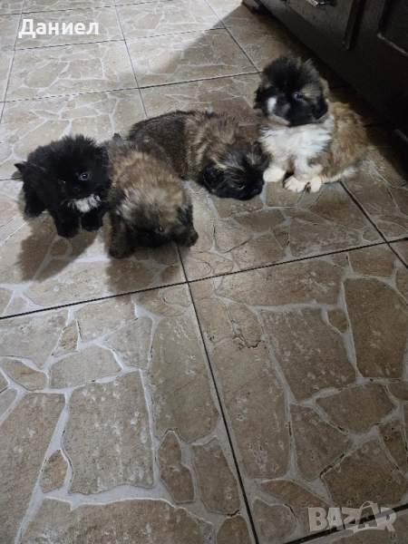 пекинези, снимка 1