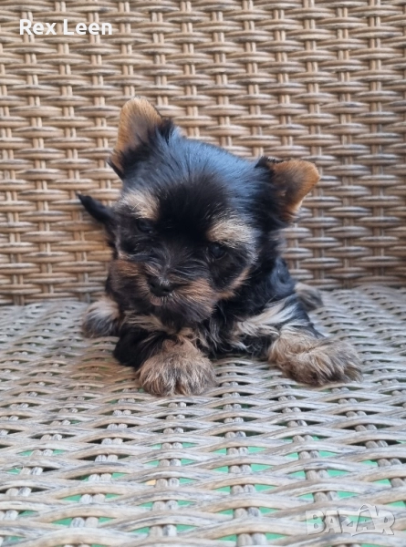Йоркширски Териер Супер Мини, снимка 1