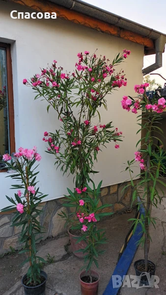 Зокум / лян различни цветове олеандър, снимка 1