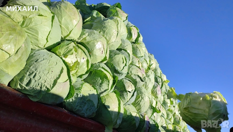 Прясно и кеехко зеле Кьосе , снимка 1