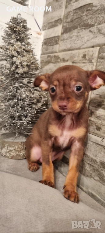 Мини Пинчер пинчерче чихуахуа пинчери куче пинчерчета , снимка 1