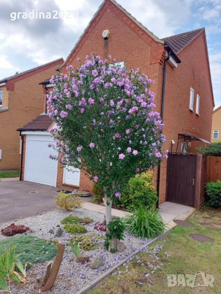 Хибискус Кичест - Дървовидна Ружа, снимка 1