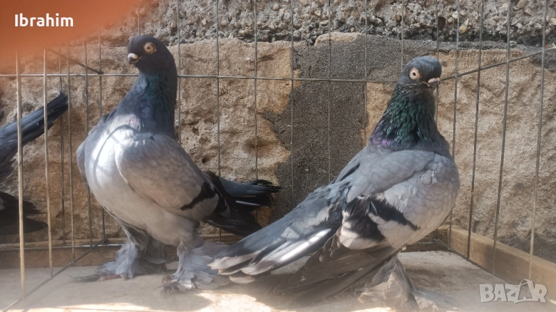 Берлински Късоклун , снимка 1