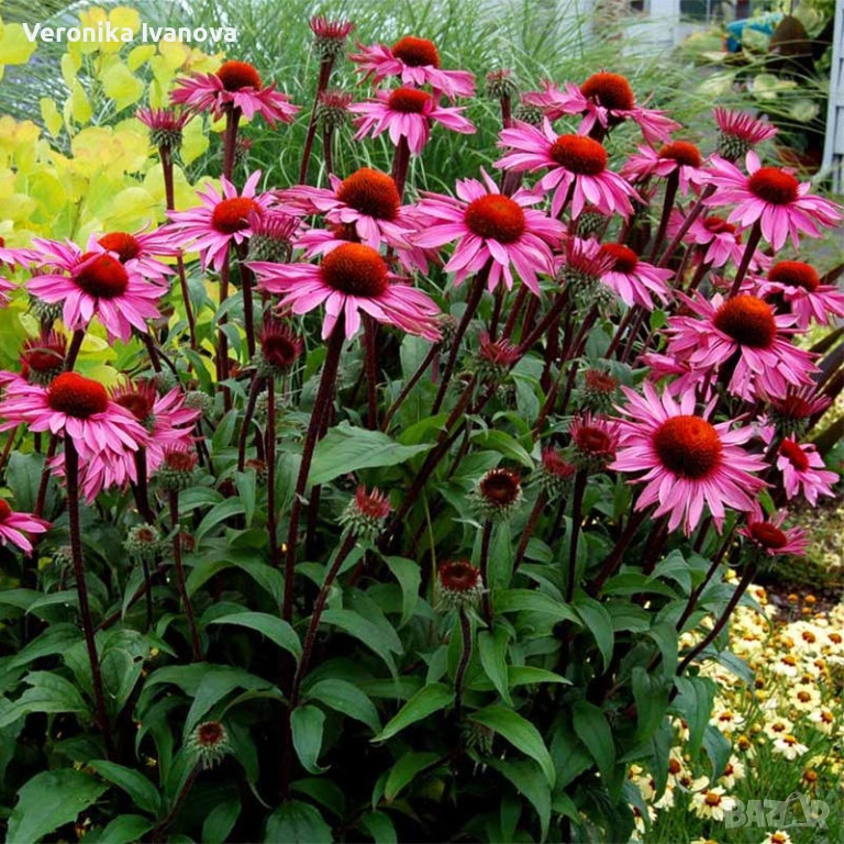 Эхинацея, снимка 1