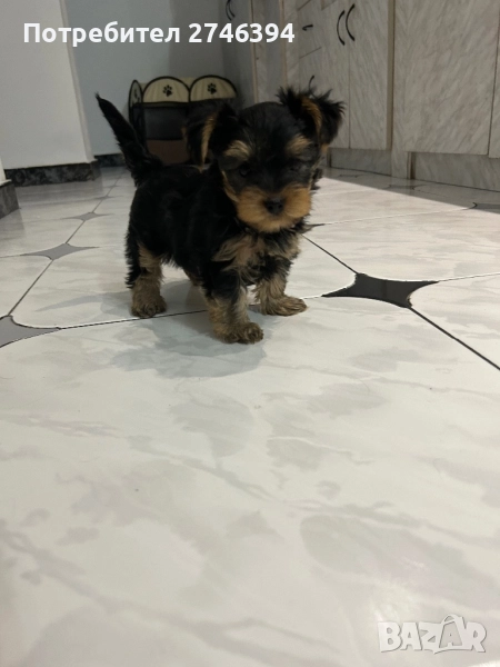 Мини йоркширски териер, снимка 1