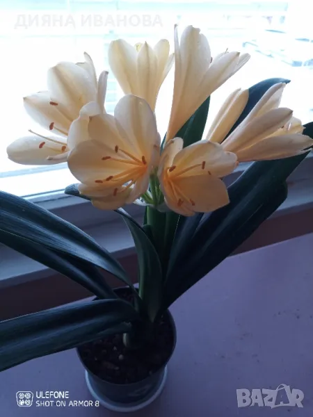 ЖЪЛТА КЛИВИЯ, АЛОЕ ARBORESCENS И АЛОЕ BARBADENSIS., снимка 1