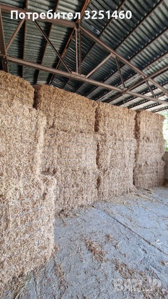 Бали Грах, снимка 1