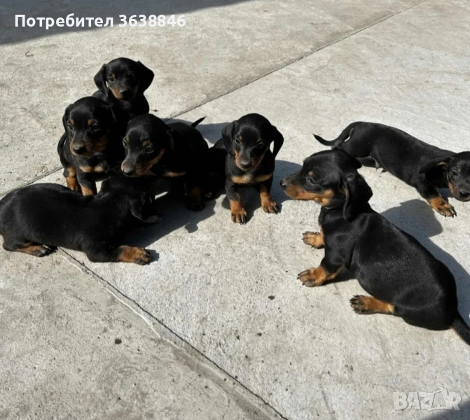 Дакел, снимка 1