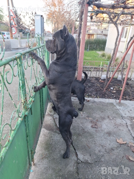 Кане корсо за разплод, снимка 1